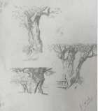 Эскиз дерева